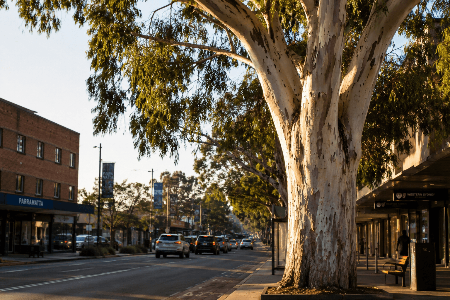 Church Street, Parramatta in late afternoon light with a native gum overhanging the footpath